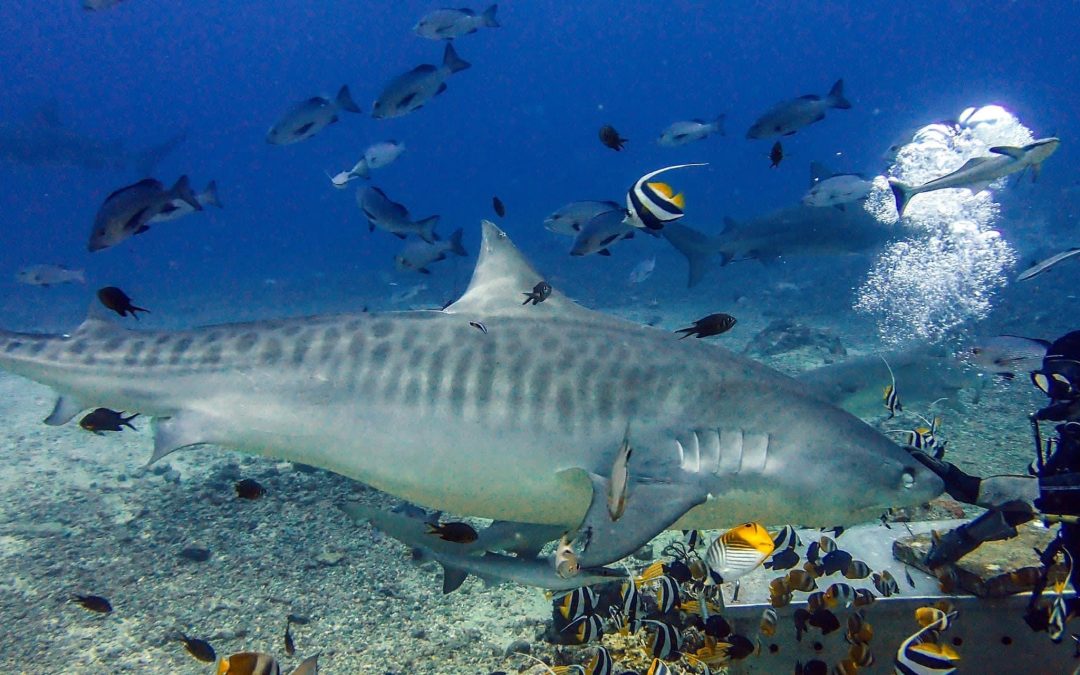 Diving with Tigers and Bulls, OH MY!