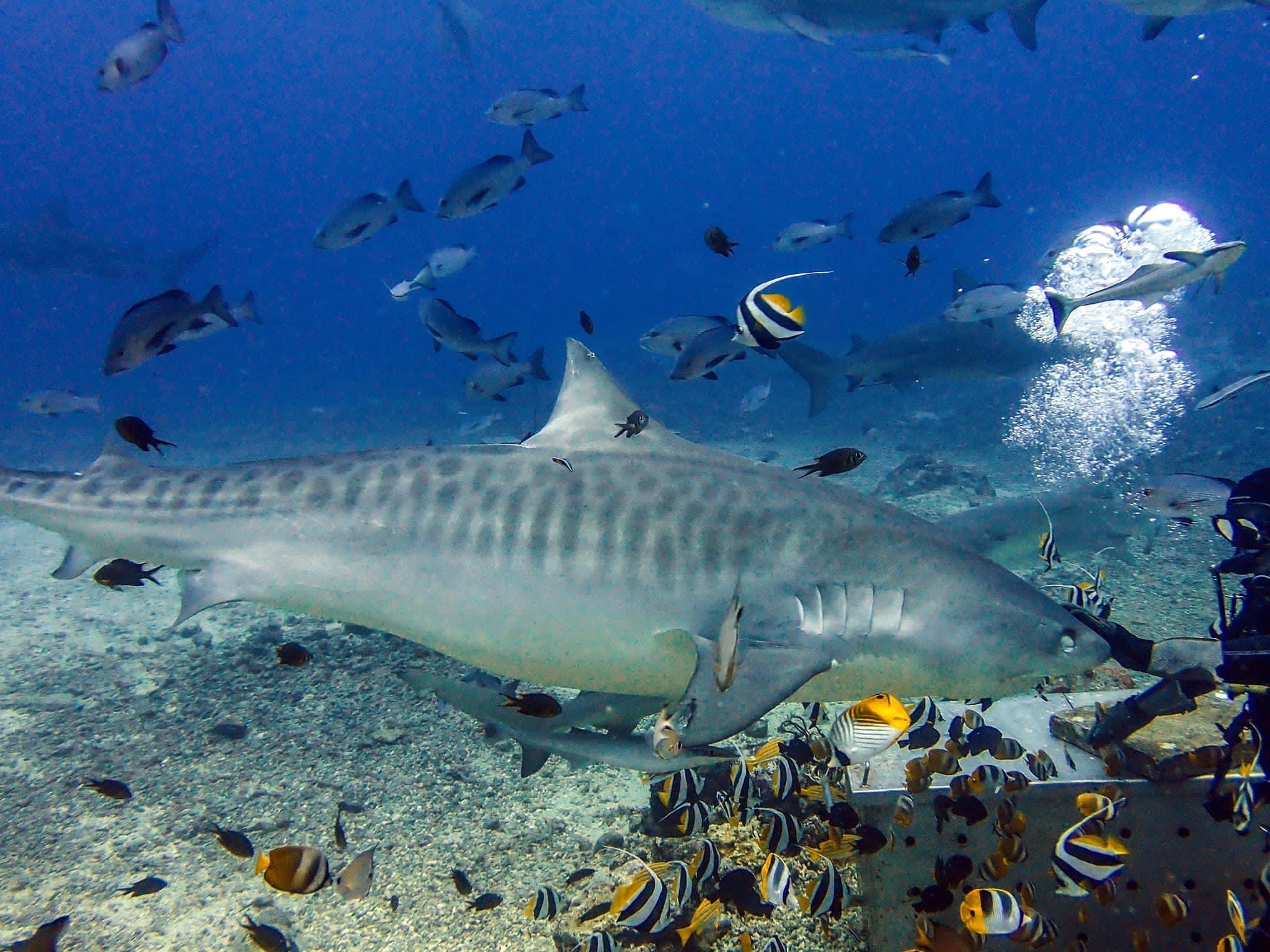 Tiger Shark in Bega Lagoon, Fiji